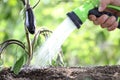 Hand watering plants. eggplant in vegetable garden.