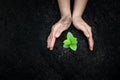 Hand Watering plants tree mountain green Background Female hand holding tree on nature field grass Forest conservation concept Royalty Free Stock Photo