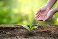 Hand Watering plants tree mountain green Background Female hand holding tree on nature field grass Forest conservation concept Royalty Free Stock Photo