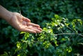 Hand watering pouring on green plant in sunshine background