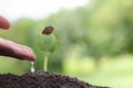 Hand watering seedlings, Watering Young Plant, Care Of New Life Royalty Free Stock Photo