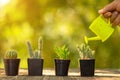 Hand watering to set of mini cactus in black plastic planting pot on wooden table, Green nature blur background