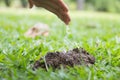 Hand watering young baby small little plants growing in soil wit Royalty Free Stock Photo