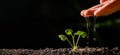 hand watering young plant in garden Royalty Free Stock Photo