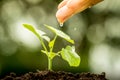 Hand watering young plant Royalty Free Stock Photo