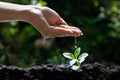 Hand Watering Young Plant Seedlings for environment and ecology Royalty Free Stock Photo