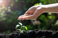 Hand Watering Young Plant Seedlings for environment and ecology Royalty Free Stock Photo