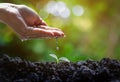 Hand Watering Young Plant Seedlings for environment and ecology Royalty Free Stock Photo