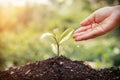 Hand  watering young plants growing in germination sequence on fertile soil at sunset background Royalty Free Stock Photo