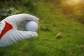 Hand-wearing golf glove holding a white golf ball on green background Large copy-space for title and text Royalty Free Stock Photo