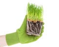 Hand wearing green glove holding root bound wheat grass