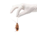 Hand holding dying Cockroach