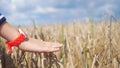 Hand wears clock touches ears of wheat. Hand of a child touching ripening wheat ears in summer. Royalty Free Stock Photo