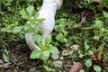 Hand weeding in garden, farm cleaning