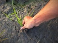 hand weeding Royalty Free Stock Photo