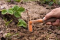 Hand weeding of strawberries Royalty Free Stock Photo