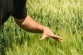 Hand in wheat field, crops growth control