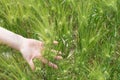 Hand in wheat field on summer day outdoors background, close up. Woman holds spikelets of green wheat in the field Royalty Free Stock Photo
