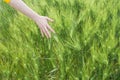 Hand in wheat field on summer day outdoors background, close up. Woman holds spikelets of green wheat in the field Royalty Free Stock Photo