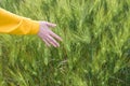 Hand in wheat field on summer day outdoors background, close up. Woman holds spikelets of green wheat in the field Royalty Free Stock Photo