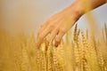 Hand in the wheat field Royalty Free Stock Photo