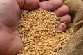 Hand with wheat grain Royalty Free Stock Photo
