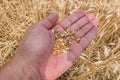 Hand with wheat grains Royalty Free Stock Photo