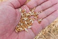 Hand with wheat grains Royalty Free Stock Photo