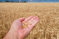Hand with wheat grains Royalty Free Stock Photo