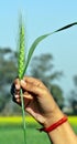 Hand with wheat plant