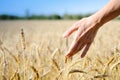 Hand with wheat on sunny day outdoors background Royalty Free Stock Photo