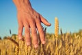 Hand with wheat on sunny day outdoors background Royalty Free Stock Photo
