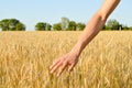 Hand with wheat on sunny day outdoors background Royalty Free Stock Photo