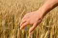 Hand with wheat on sunny day outdoors background Royalty Free Stock Photo