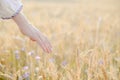 Hand with wheat on sunny day outdoors background Royalty Free Stock Photo