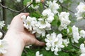 Hand with white delicate flowers of an apple tree on a branch in close-up Royalty Free Stock Photo