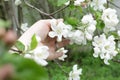 hand with white delicate flowers of an apple tree on a branch in close-up Royalty Free Stock Photo