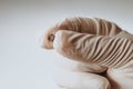 Hand in a white glove holds a chip Royalty Free Stock Photo