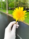 Hand in a white glove holds a yellow dandelion on a background of wet asphalt Royalty Free Stock Photo