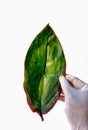 Hand with white latex glove holding a green leaf. scientific concept