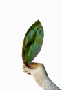 Hand with white latex glove holding a green leaf. scientific concept