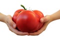 Hand of a white woman showing a fresh delicious, red tomato isolated on white background Royalty Free Stock Photo