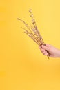 In the hand of a willow branch with inflorescences and green leaves on a yellow background, a spring composition for the Easter Royalty Free Stock Photo