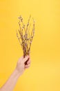 In the hand of a willow branch with inflorescences and green leaves on a yellow background, a spring composition for the Easter Royalty Free Stock Photo