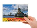 Hand and Windmills and flowers in Netherlands my photo