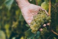 Hand of winemaker checking the ripeness of the grapes Royalty Free Stock Photo