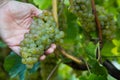 Hand of winemaker holding a bunch of grape for the production of txakoli