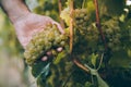 Hand of winemaker holding a bunch of grape for txakoli wine in the vine