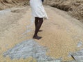 Hand Winnowing the Chaff from rice Grains. Royalty Free Stock Photo
