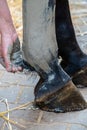 Hand of a woman applying gray alumina clay paste to horse`s hind leg as medical treatment against tendinitis tendon inflammation